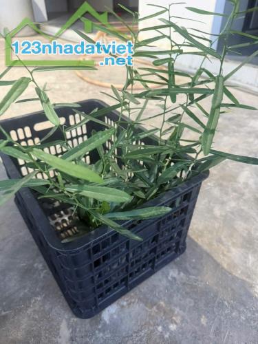 XÁO TAM PHÂN NINH HÒA – KHÁNH HÒA - 2
