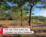 SIÊU PHẨM 1,7HA Nhà yến cùng 500 cây cao su đang thu hoạch, dòng tiền sẵn tại Đông Hà,