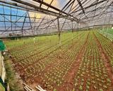 ĐẤT VEN ĐÀ LẠT- ĐẤT NÔNG NGHIỆP SỔ RIÊNG TẠI PHƯỜNG LANGBIANG – ĐÀ LẠT