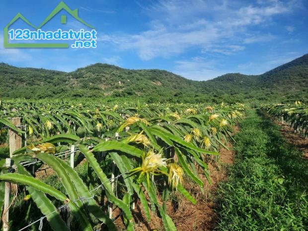 CHÍNH CHỦ BÁN VƯỜN CLN 17,7 Ha tại xã Phú Lạc, Bình Thuận (cũ) - 1