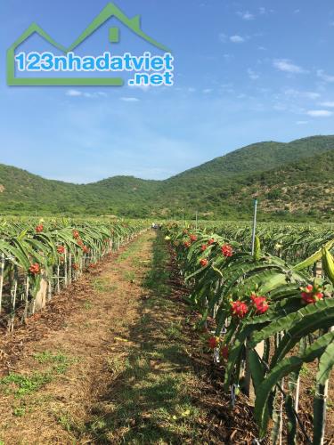 CHÍNH CHỦ BÁN VƯỜN CLN 17,7 Ha tại xã Phú Lạc, Bình Thuận (cũ) - 2
