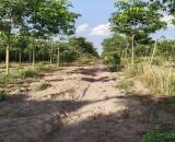 ĐẤT ĐẸP- GIÁ TỐT BÁN NHANH LÔ ĐẤT ĐẦU TƯ LÀ SINH LỜI TẠI huyện Bắc Tân Uyên, tỉnh Bình