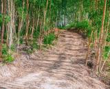 Cần bán lô đất 47000m2 đất trồng cây lâu năm. thôn nam thành.xã hoà vang.đà nẵng  Dt 47000