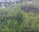 BÁN ĐẤT VIEW RỪNG THÔNG – MĂNG LIN, P. CAM LY, ĐÀ LẠT