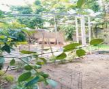CHO THUÊ NHÀ SÂN VƯỜN DT 190 M 3PN  GẦN SIÊU THỊ GO - GÒ CÂY SUNG, GIÁ 8 TRIỆU
