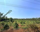6,3 sào (75x85m) góc 2 mặt tiền đường nhựa Buôn Triết gần Quốc Lộ 27 3,9 tỷ Quỳnh Anh
