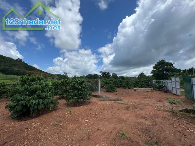 🔥 10 HECTA ĐẤT RẪY HÒA PHÚ – CÁCH ĐƯỜNG TRÁNH ĐÔNG CHỈ 600M | GIÁ 30 TỶ - 1