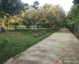 Bán đất Diên Lâm giá rẻ sát bên Hương Lộ 39 - thôn Thượng cách chợ Uỷ ban chỉ 3 phút
